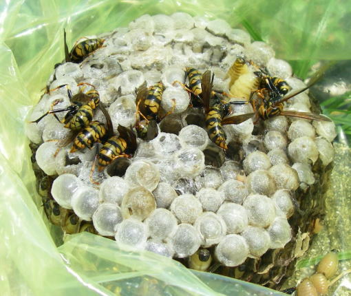 チョウバエ駆除施工